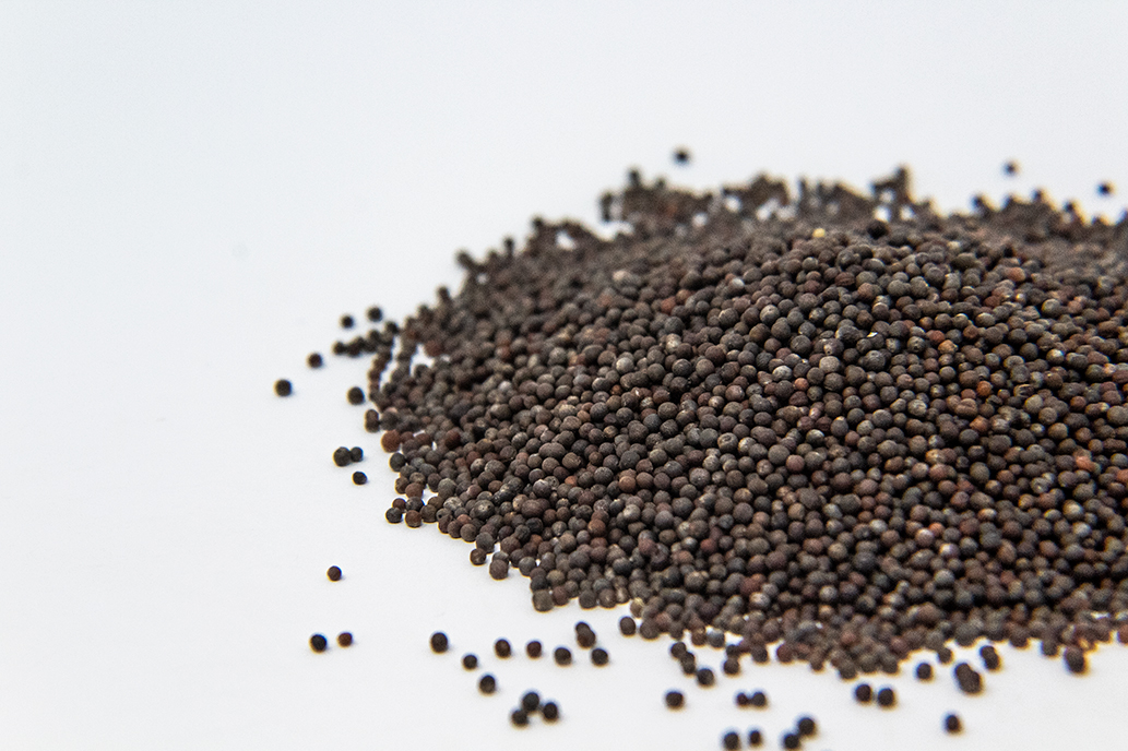 Broccoli Sprout Seed
