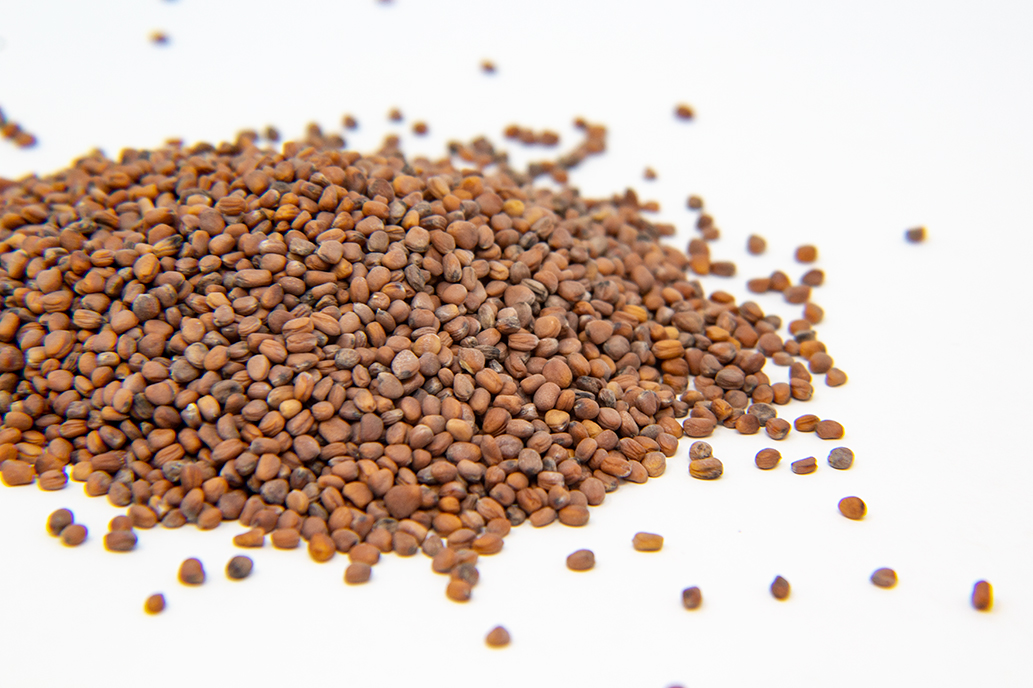 Chinese Rose Radish Sprout Seed