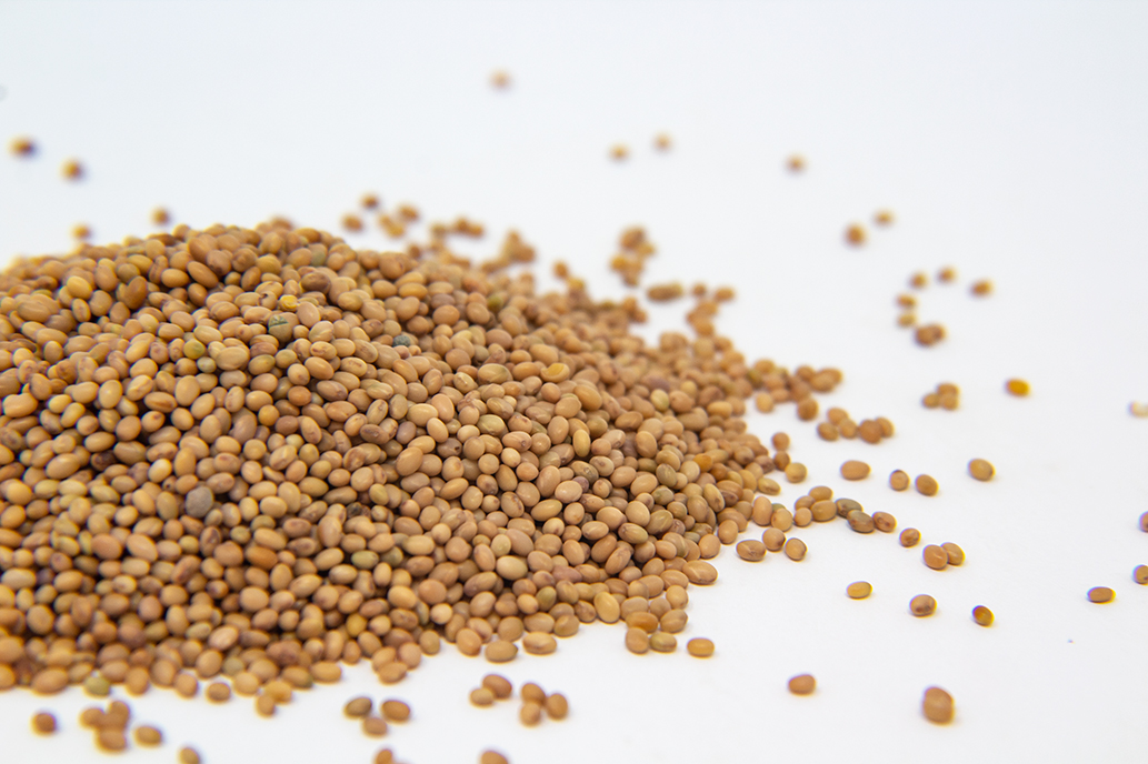 Crimson Clover Sprout Seed